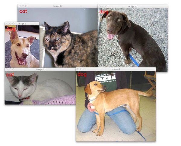 Cat Vs Dog Image Dataset Cat Vs Dog Image Dataset