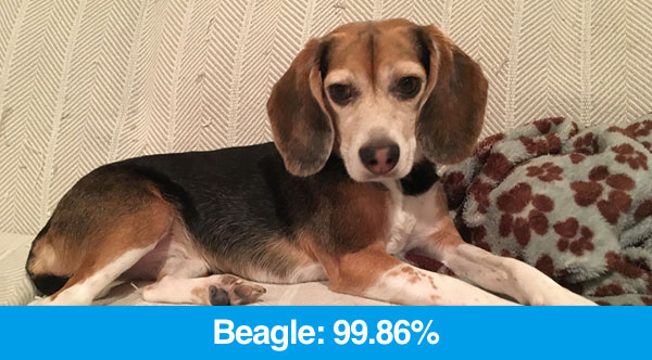Recognize 1,000 different image classes using pre-trained ImageNet Convolutional Neural Networks